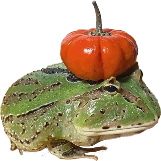 Стикер жабки!!