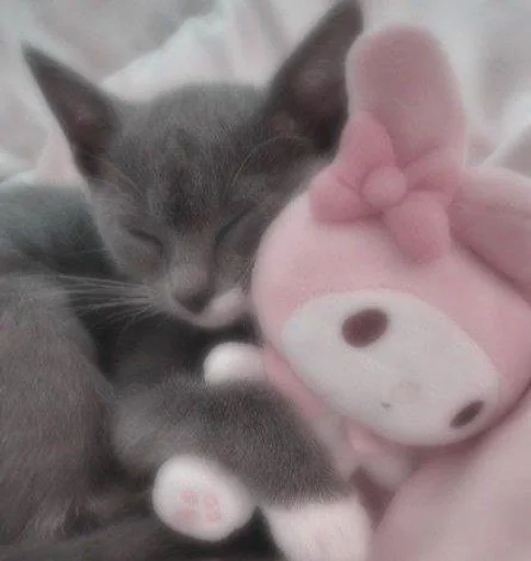 Стикер my kittes