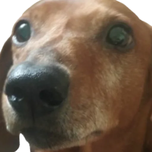 Стикер Всратый Филя