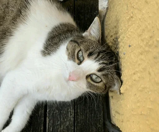 Стикер Impudent