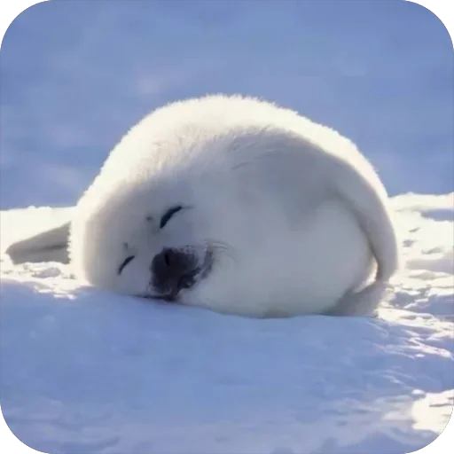 Стикер семейство тюленевых