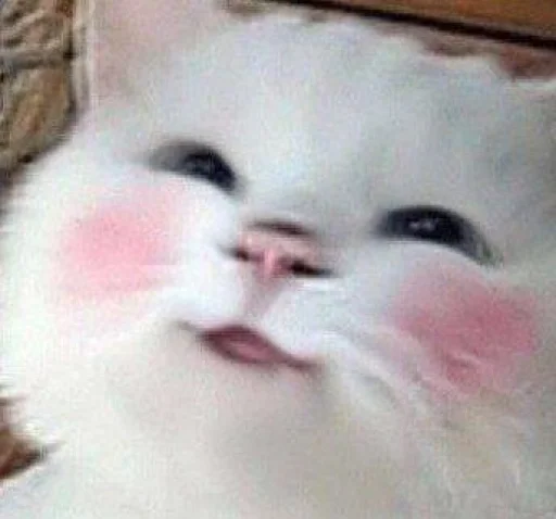 Стикер Котики