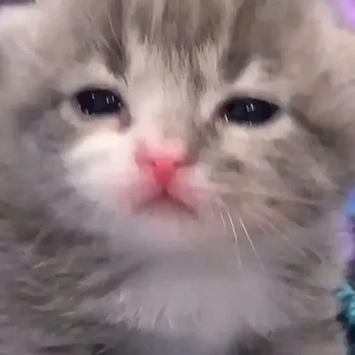 Стикер nuresen