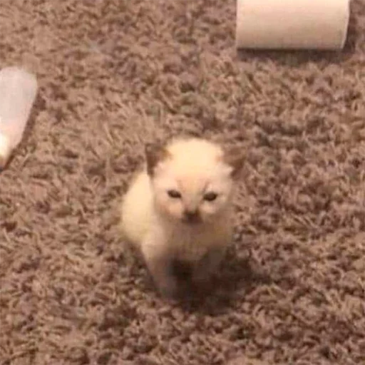 Стикер oaoaoaoaoaoaaoa