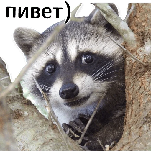 Стикер offensive_raccoons