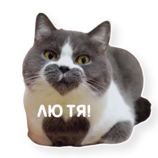 Набор стикеров