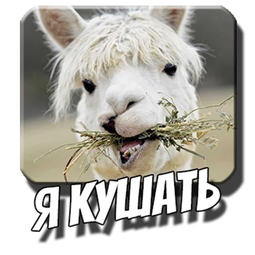 Стикер Альпаки