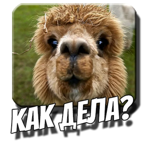Набор стикеров