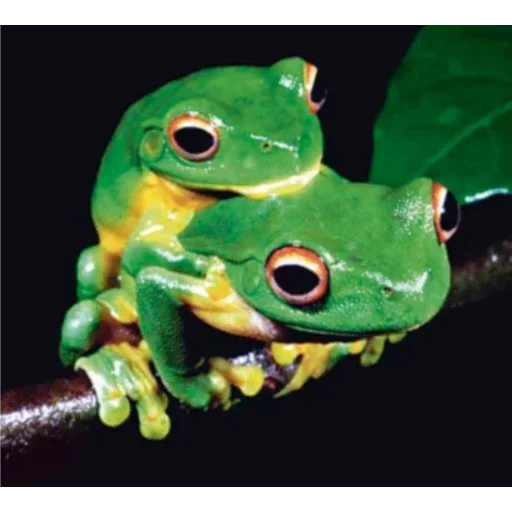 Стикер Паг Лягух