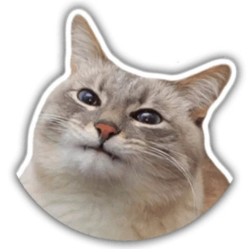 Стикер Memes