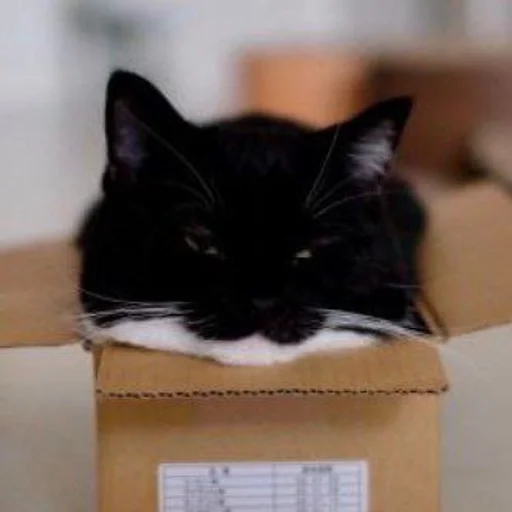 Стикер Котики