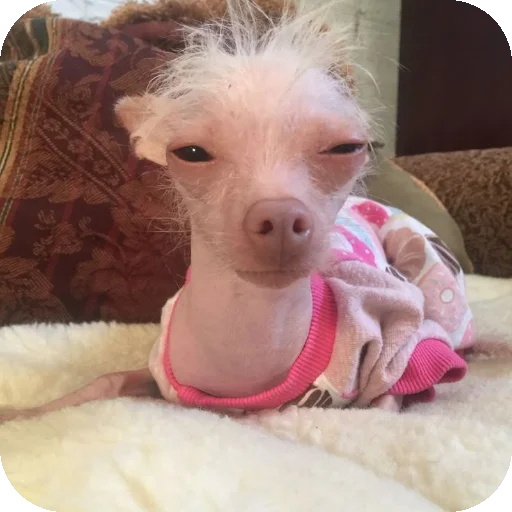 Стикер песики