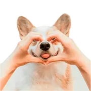 Стикер Бляцкие корги