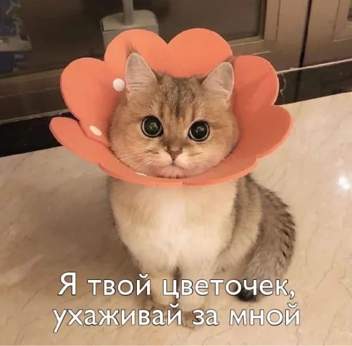 Стикер Пикчи для общения