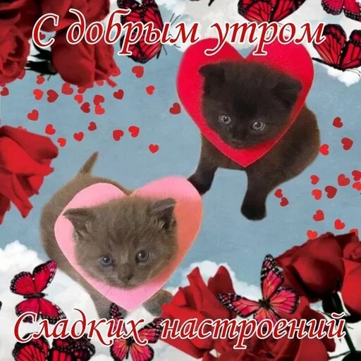 Стикер Котики и фразочки