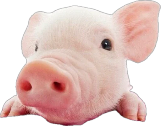 Стикер pigspack by Tg Emodzi Bot