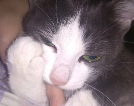 Стикер котики