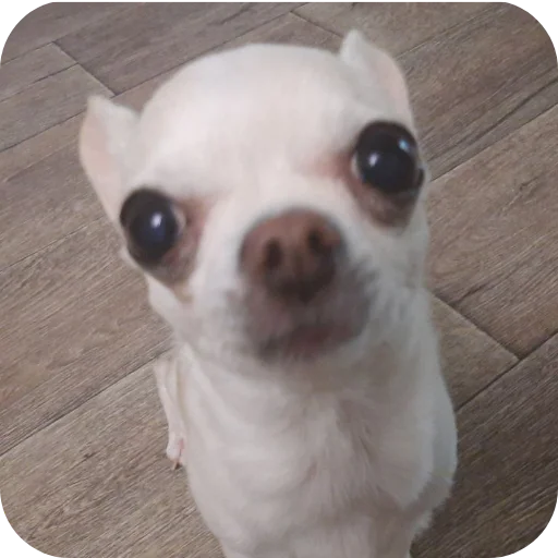 Стикер Тоша и Чихуахуа