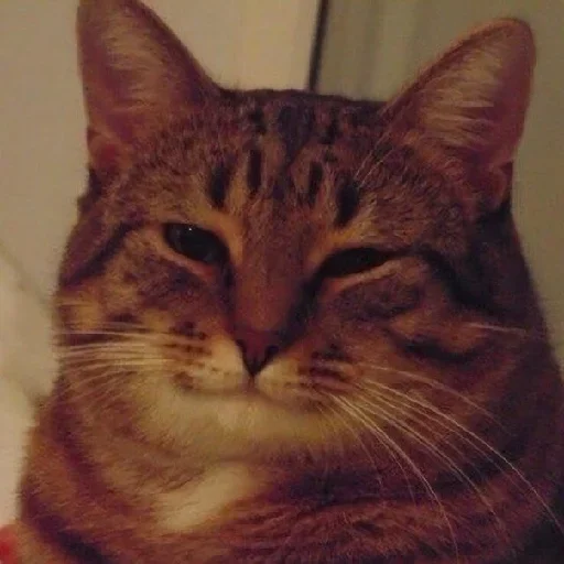 Стикер Почему я кот