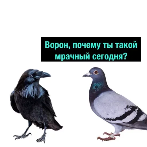 Стикер Полный Деградач