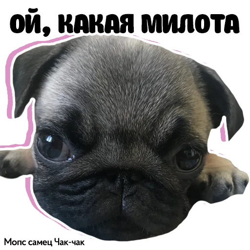Стикер Pug Chak-chak (мопс самец Чак-чак)