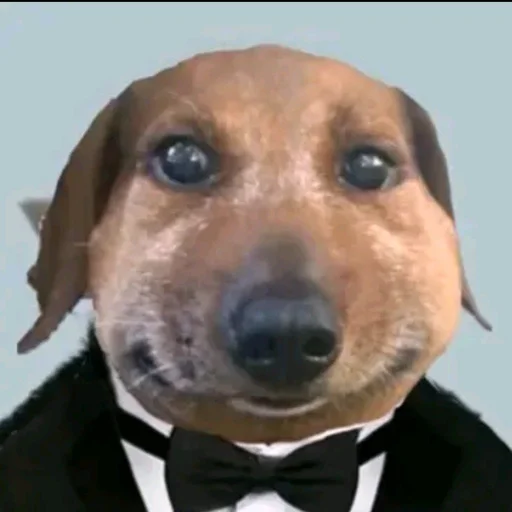 Стикер pukikaki