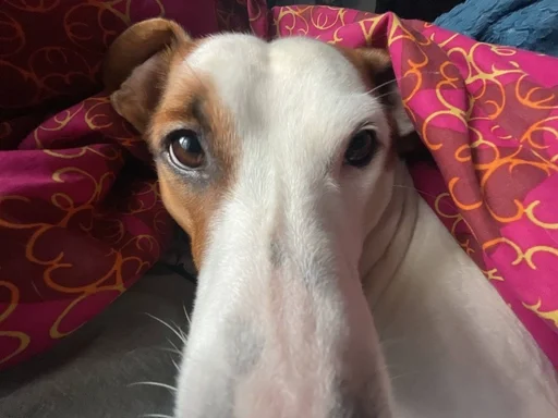 Стикер ричик