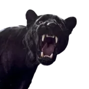 Стикер Sashimi