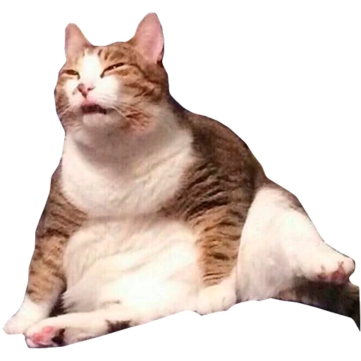 Стикер Грустные коты