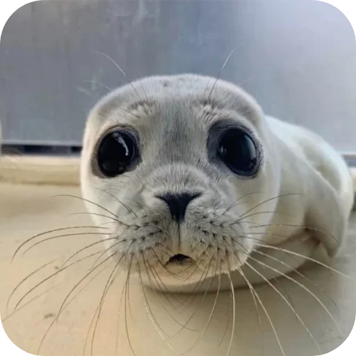 Стикер seals