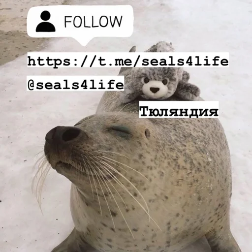 Стикер seals4life