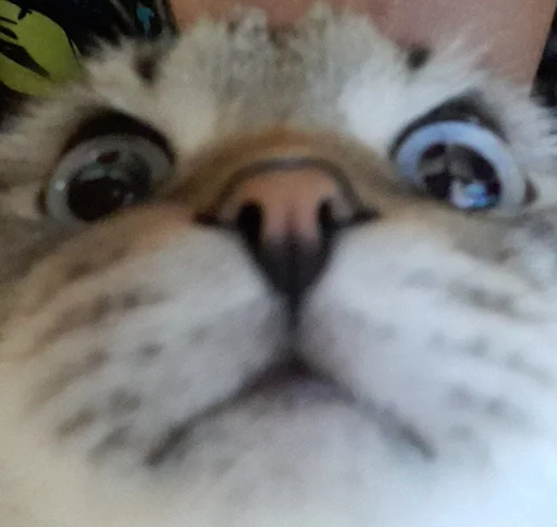 Стикер Сэмик кот