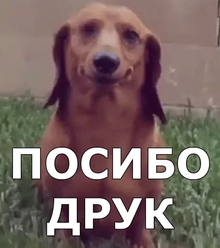 Стикер Смешные собаки