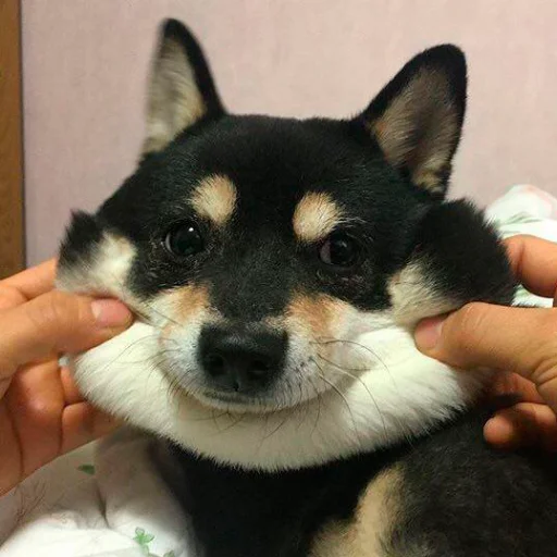 Стикер Shibes
