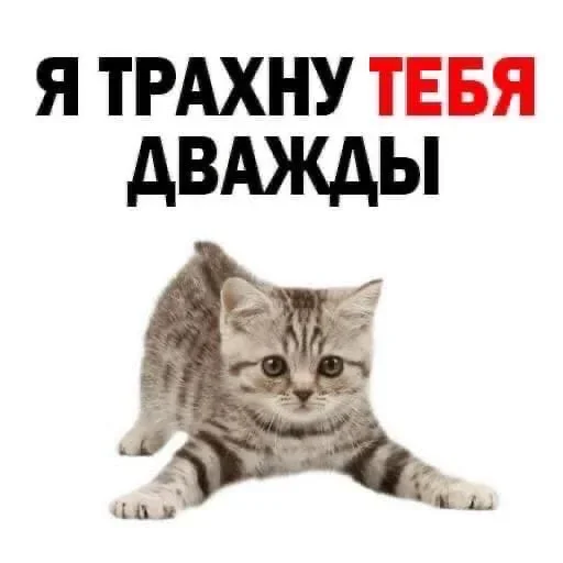 Стикер shlrona
