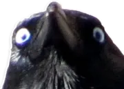 Стикер Шучу как хочу