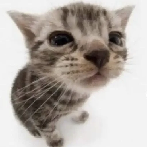 Стикер silly kitty