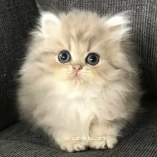 Стикер манюни