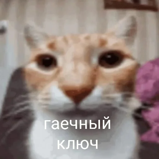 Стикер хуета с пинтереста