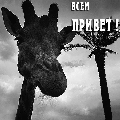 Стикер Only