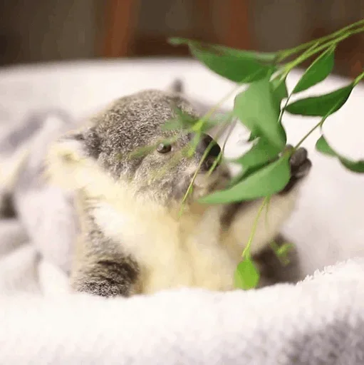 Стикер small coala from Perth