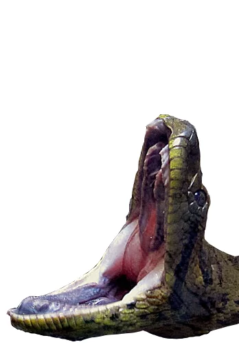 Стикер Laughing Sneks