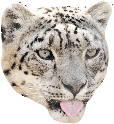 Стикер Snep Lep Blep