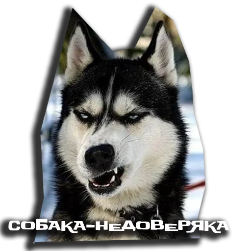 Стикер sobaka udivlaka