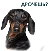 Набор стикеров