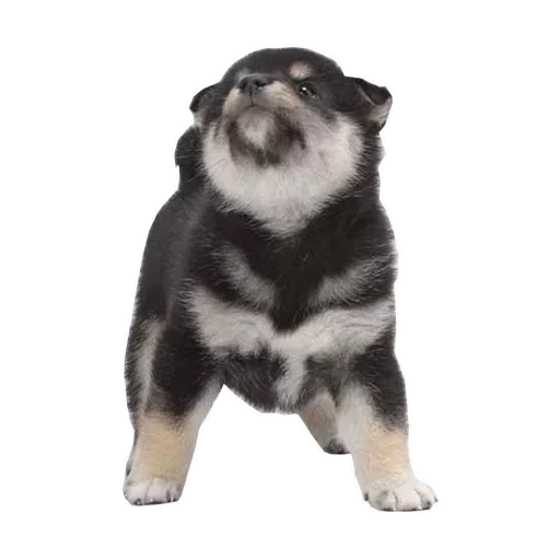 Стикер Собака прогрызла Телеграм