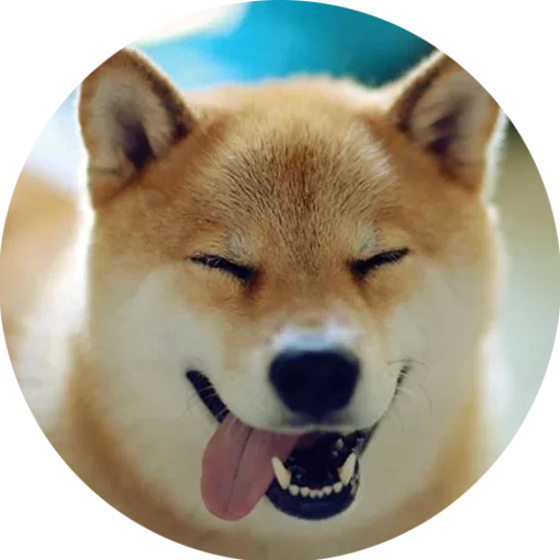 Стикер Собаки это Любовь