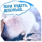 Набор стикеров