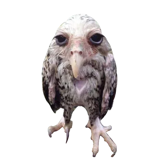 Стикер Солевая сова