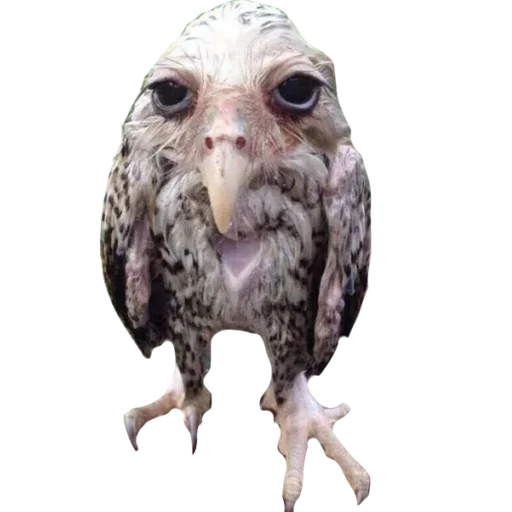 Стикер Солевая сова